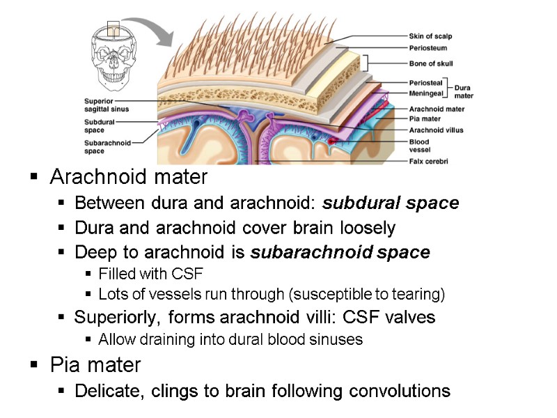 Arachnoid mater Between dura and arachnoid: subdural space Dura and arachnoid cover brain loosely